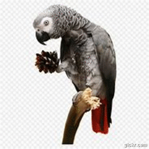 Animated GIF made with Gickr