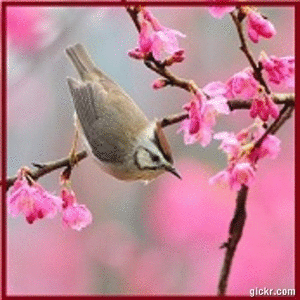 Animated GIF made with Gickr