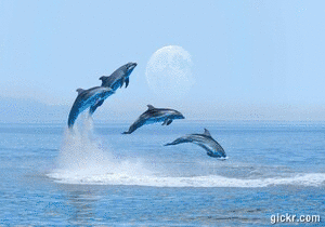 Animated GIF made with Gickr