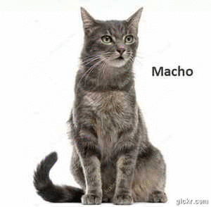 Animated GIF made with Gickr
