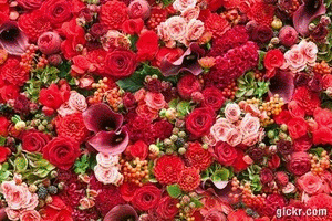 Animated GIF made with Gickr