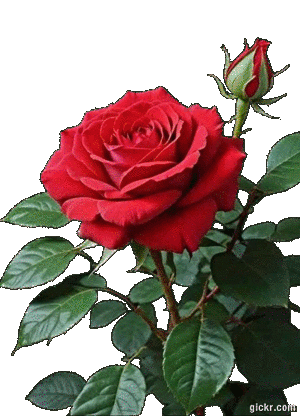 Animated GIF made with Gickr